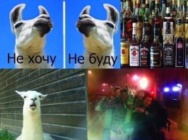 25 смешных собак в фотоподборке "Я и похмелье"