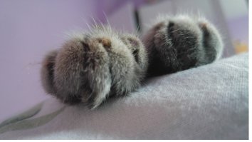 Лапки нашей кошечки