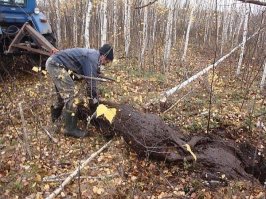 "Результат на фото. Спасенный побрел в лес... Удачи..." или мы с автором видим разные изображения или одно из двух. Я не вижу лосенка который побрел в лес, я вижу лосенка которого достали. И мне даже тяжело судить, живой он или нет! Туша в грязи лежит у ног тракториста.