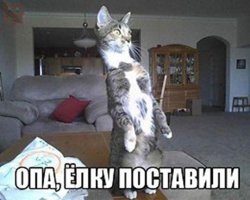 Как защитить елку от питомца?