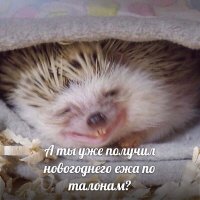 «Ёжик» – история о напрасной суете