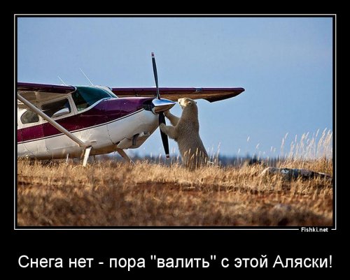 Девушка оправилась на Аляску, чтобы сфотографировать белых медведей, но там нет снега