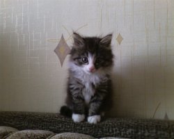 Лучшие котята — 2016