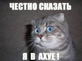 Кошачьи лапки