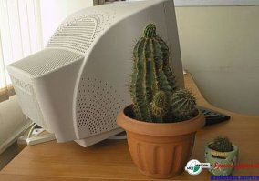 Ну, признавайтесь, кто еще верил, что кактус на мониторе защищает от радиации?