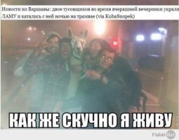 25 смешных собак в фотоподборке "Я и похмелье"