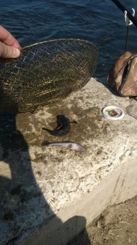 в самарской области есть такая беда, маленькое карасиное озерцо, теперь битком набитое ротаном, в Волге ротан ловится чаще чем какая-либо другая рыба...