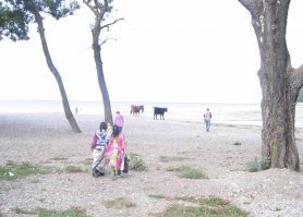 Навеяно. Коровы, девушки в сари, море.....  Только это вовсе не Гоа, а Черноморское побережье, пос. Криница. Вот такие сюжеты.