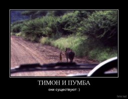 20 фотографий выросших вместе животных-друзей в стиле "тогда" и "сейчас"