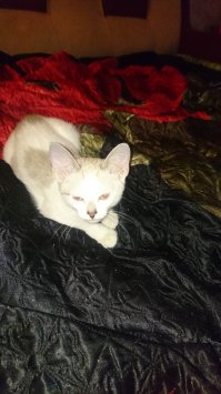 Лучшие котята — 2016