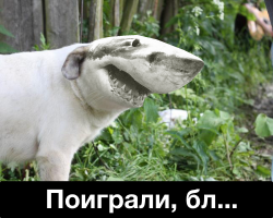 В Австралии собака решила поиграть с тигровой акулой