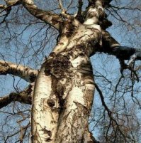 Неодушевленные предметы, которые оживают