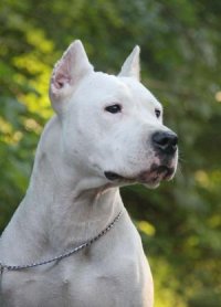 Фото, к сожалению, не моё, но очень похоже на мою девочку. Десять лет испытывал все, что написано в посте, и еще больше того, чего не написано, Собаки нет три года, плачу до сих пор, как вспомню.