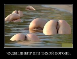 вот целая стая...