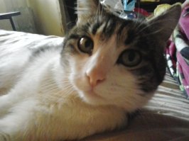 Мое Коте,правда не котенок,но очень ласковый