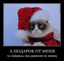 Праздничные котики ждут Новый год