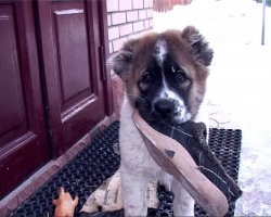 Я решил купить собаку. И хочу у всех спросить: Как название породы, Что мечтаю я купить? Чтобы стоил три рубля, и обедал раз в три дня! Но на выставке любой Чемпионский титул - МОЙ! Чтоб на улице был страшный, Чтоб машину охранял, Но при этом (очень важно!) Площадь мне не занимал! Чтобы был пушистый очень, Но чтоб шерсть мне не чесать! Чтобы мог перед порогом Сам все лапы вытирать! Чтобы был в нем выключатель: Щёлк! - играет. Щелкнул - спит, Чтобы никогда не знать мне, Что и где у псин болит... Чтобы пИсал раз в неделю, и умел ещё летать, Вместе по двору гуляя в лужи чтоб не наступать! Чтоб не лаял громко в уши, Чтобы тапки не сгрызал... ВОТ такую бы собаку с удовольствием я взял!