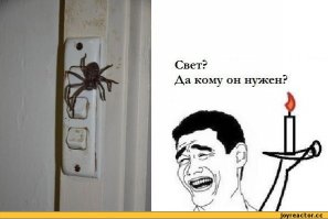 Паук серебрянка