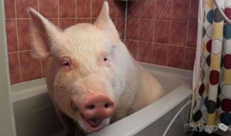 картина маслом "Купание хохла"