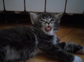 А это один из наших пяти беспризорников, уже пристроили в добрые руки, мой любимчик, самый толстенький обжора и нахал!