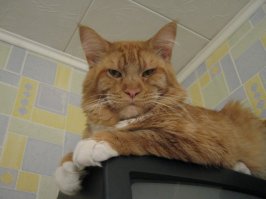 быстро растут зверята, однако)
Они для нас-период в жизни. А мы для них-вся жизнь!