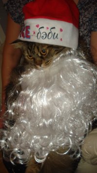 Праздничные котики ждут Новый год