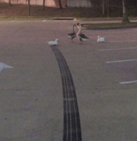 Подкатнул к телочкам