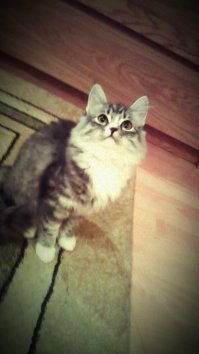 Лучшие котята — 2016