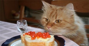На Новый Год надейся, а сам наливай!