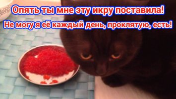 Кот Верещагина