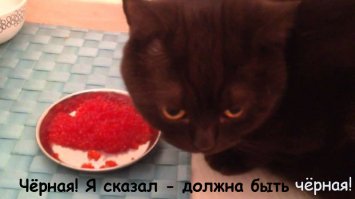 Кот стендаля