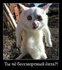 Очень колоритные уличные коты