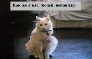 Экзистенциальная тоска: Инстаграм грустного кота