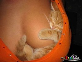  Девушки и кошки