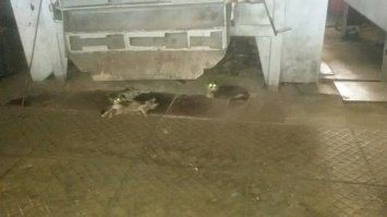 Ну эти чистенькие еще)) Вот у нас в кузне.. И таких кочегаров там десятка полтора:)