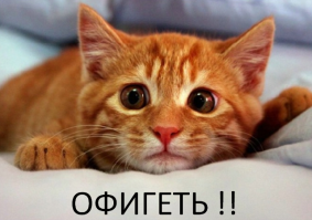 Как понять язык кота: Краткий человеко-кошачий словарь