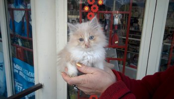 Круто круто. Вот вам моя фотка уличного котейки