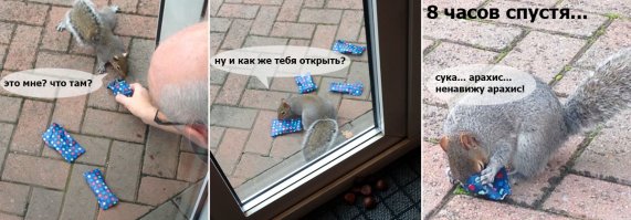 Англичанин приготовил рождественские подарки для белок