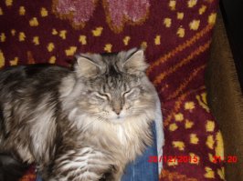 "Молодец, хороший мальчик!": пользователи Сети публикуют фото питомцев до и после похвалы