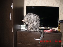 "Молодец, хороший мальчик!": пользователи Сети публикуют фото питомцев до и после похвалы