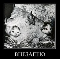 Очень колоритные уличные коты