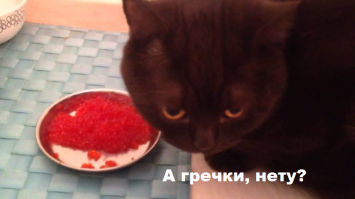 Если кот не ест икру, посадите его на гречку.