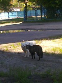 Очень колоритные уличные коты