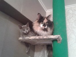 тоже поучаствую 
угадайте кто на финальной фото