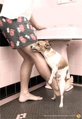 В Австралии собака решила поиграть с тигровой акулой