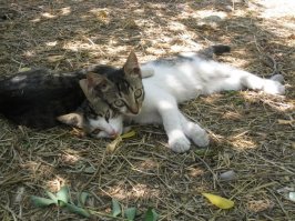 Очень колоритные уличные коты