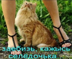  Девушки и кошки