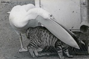 Экзистенциальная тоска: Инстаграм грустного кота