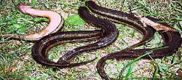 Ну ладно, вьюнов недожарили, а хрен где?