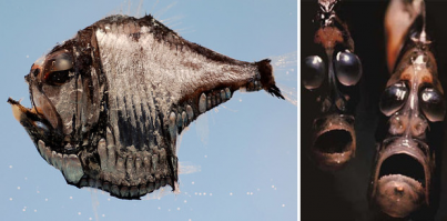 рыба-ёпанаврот